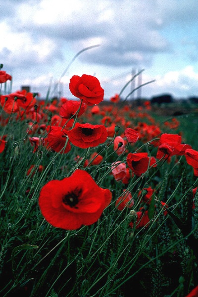 poppies