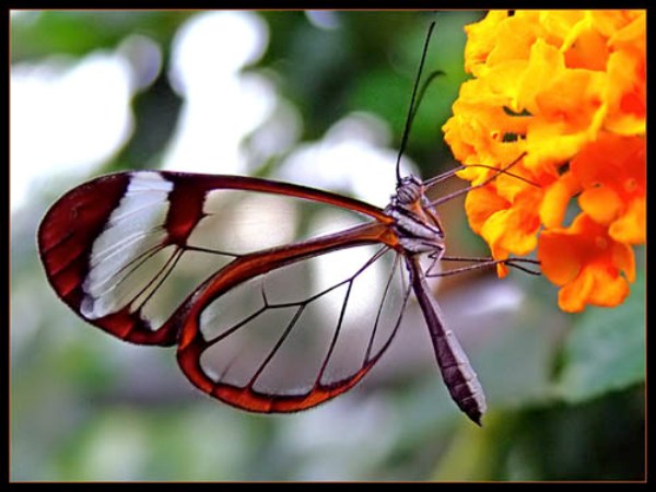 transparent butterfly2 sm