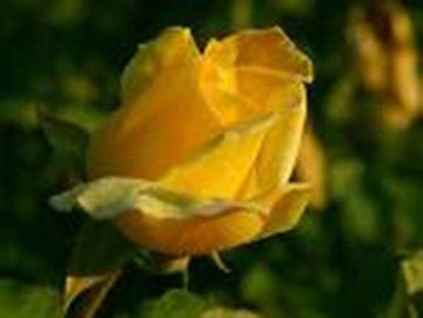 yellow rose